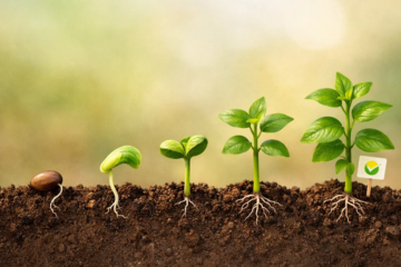Stages of plant growth symbolizing trust building before affiliate promotion