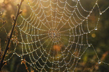 Close-up of a spider web covered in dew drops connecting each strand in warm morning light, representing internal linking and content structure